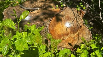 Екскерівнику лісгоспу Львівщини повідомили про підозру через незаконні рубки на 9,6 млн грн