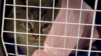 У Львові стартувала акція зі стерилізації безпритульних котів