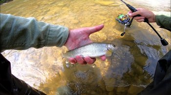 Карпати без форелі: з 10 жовтня стартує нерестова заборона на вилов