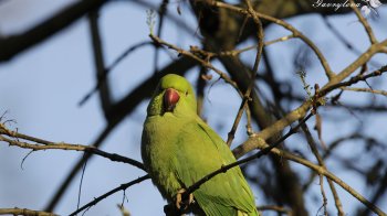 Папуга Крамера у чернівецькому парку