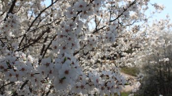 Синоптики прогнозують до 23 градусів тепла на Львівщині