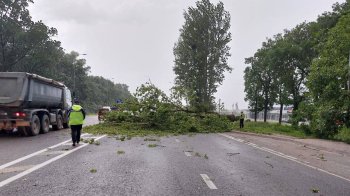Страшна негода на Львівщині: десятки дерев попадали