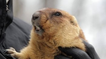 Найвідоміший бабак України спрогнозував, коли прийде весна (відео)