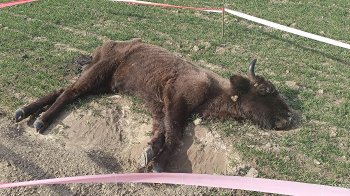 На Львівщині виявили тяжко хвору червонокнижну самицю зубра