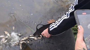 Короп, товстолоб і білий амур: в Добротвірське водосховище випустили 27 тис. рибин