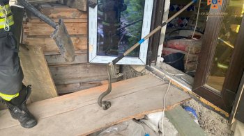 На Волині змія заповзла до людей в будинок (фото)