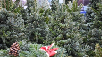 У Львові затвердили місця для торгівлі ялинками: список локацій