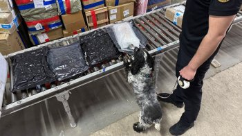 Львівські митники знайшли в міжнародних посилках  2,5 кг канабісу