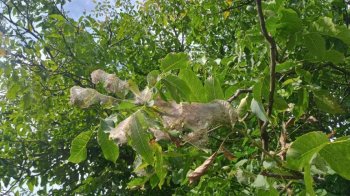 У Львівському районі ввели карантин через небезпечного шкідника