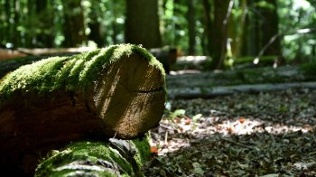 Командир військової частини продавав незаконно вирубані дерева із заказника «Чорний ліс»