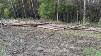 У Давидівській громаді незаконно зрубали дерева на понад 400 тисяч гривень