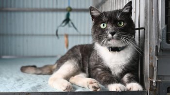 У Львові запрацював банк крові для котів