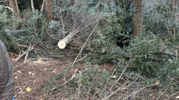 Незаконно зрубані дерева на 200 тис. грн виявили на Львівщині