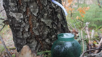 березовий сік