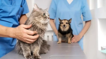 Сказ у тварин