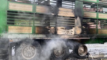 Згоріли колеса, причіп і свині: на Львівщині запалала фура посеред дороги