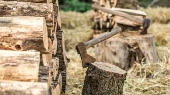 Золочівська міськрада відшкодує майже 200 тис. грн за вирубку дерев