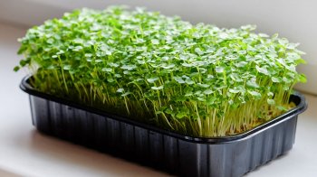 мікрозелень вдома