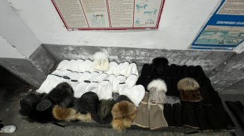 У Шегинях митники виявили контрабанду хутра та зброї