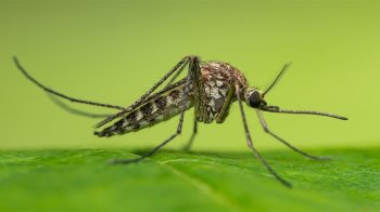 Захист від комарів