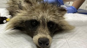 Завдяки школярам неподалік Львова врятували вагітну самку єнотовидного собаки