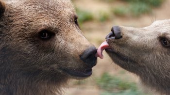 У притулку “Домажир” біля Львова показали фото врятованих ведмежат