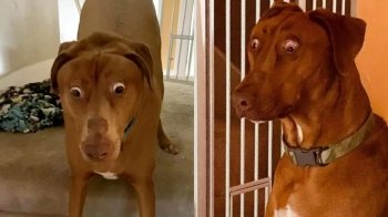 «Собачі повістки» розносять «пси режиму Зеленського»: росіяни придумали фейк про мобілізацію собак в Україні