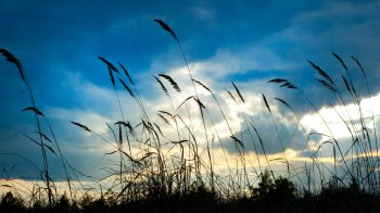 15 червня: церковні свята, іменинники, прикмети та заборони