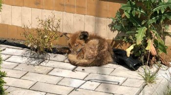 На Львівщині незряча лисичка та дикі качки ледь не загинули через підпали сухостою