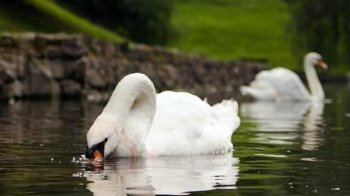 У Стрийський парк після зимівлі повернулася пара білих лебедів