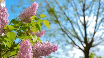 Дощі і грози: якою буде п’ятниця, 13 травня, на Львівщині