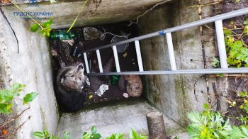 На Львівщини із бетонної пастки визволяли собаку та кота