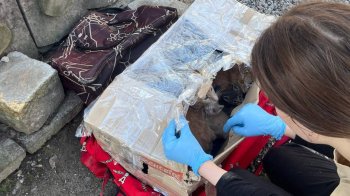 Під львівський притулок для тварин за годину підкинули 17 котів