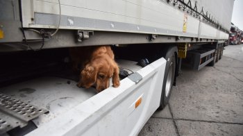На кордоні з Польщею службові собаки знайшли наркотики у пасажирів поїздів