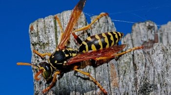 У Стрийському парку жінку з собакою покусали оси