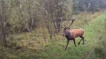 Фотопастки в прикордонній зоні Самбірщини зафіксували оленя та косуль