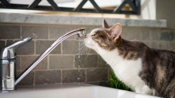 У Стрию увесь день не буде води