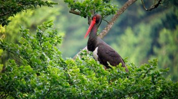 На Львівщині виявили третє місце гніздування червонокнижного чорного лелеки