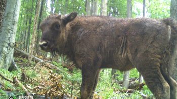 Народились зубри, рисі та олені: на Львівщині у «Сколівських Бескидах» поповнення