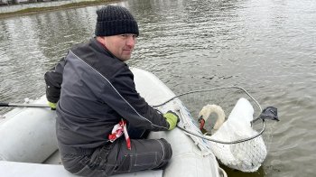Пара лебедів з Левандівського озера зимуватиме у львівському притулку