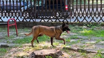 Дніпрянина, який у Львові викинув власну собаку з балкона, взяли під варту