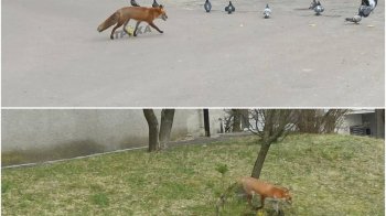 У середмісті Львова помітили лисицю, яка спокійно розгулювала вулицею