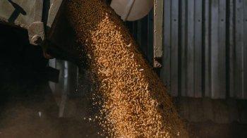 Працівника на смерть засипало зерном на Львівщині: директор підприємства уник покарання