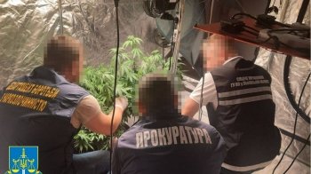 Вирощували та продавали коноплю: у Львові затримали трьох накродиллерів з "товаром" на мільйон гривень