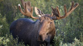 Браконьєра, який застрелив червонокнижного лося в лісі біля Дрогобича, оштрафують