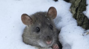 Окупантів на Куп’янському напрямку косить “мишача лихоманка”