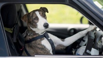 Нетверезий водій перевищив швидкість й звинуватив у цьому собаку