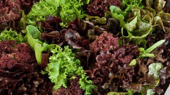 У Львові знищать понад 10 тонн салату через виявленого карантинного шкідника