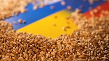 Білорусь дозволить транзит українського зерна до литовських портів