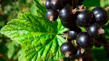 рецепти зі смородини